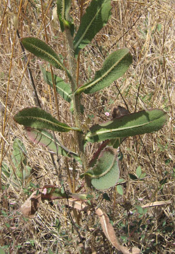 Detailed Picture 5 of Prickly Lettuce