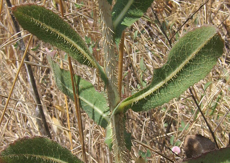 Detailed Picture 6 of Prickly Lettuce