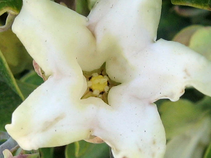 Detailed Picture 1 of White Bladderflower