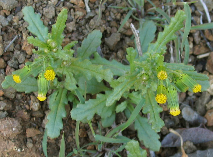 Detailed Picture 4 of Common Groundsel