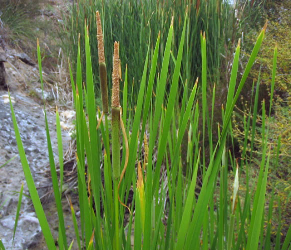 Detailed Picture 1 of Broad-leaved Cattail