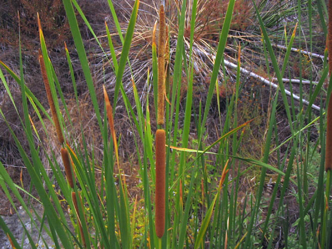 Detailed Picture 1 of Narrow-leaved Cattail