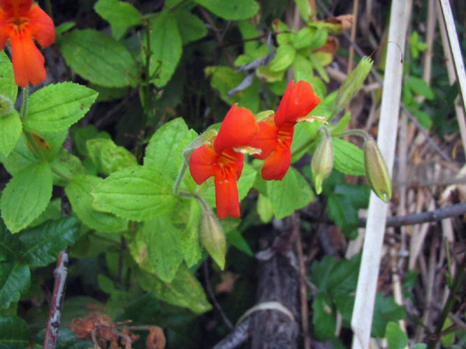 Detailed Picture 4 of Scarlet Monkey Flower