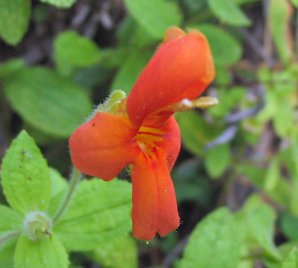 Detailed Picture 2 of Scarlet Monkey Flower