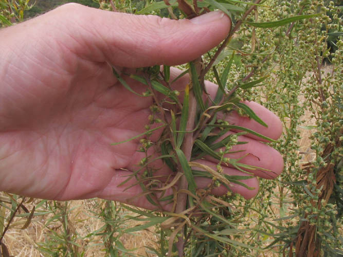 Detailed Picture 3 of Wild Tarragon