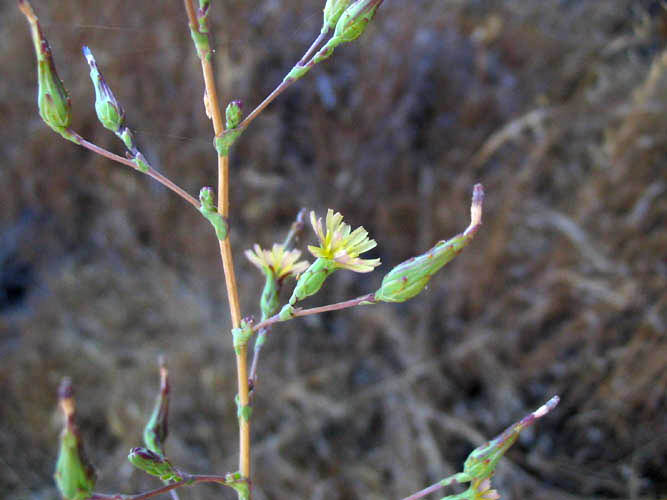 Detailed Picture 4 of Prickly Lettuce