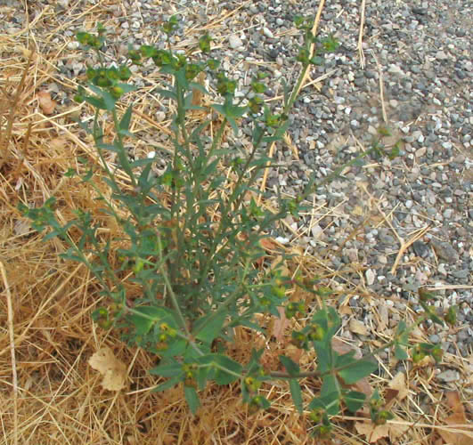 Detailed Picture 5 of Terracina Spurge