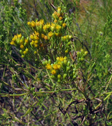 Detailed Picture 5 of Western Goldenrod