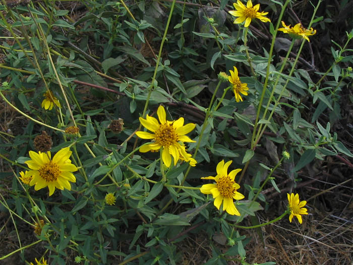 Detailed Picture 3 of Slender Sunflower