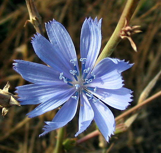 Detailed Picture 2 of Chicory