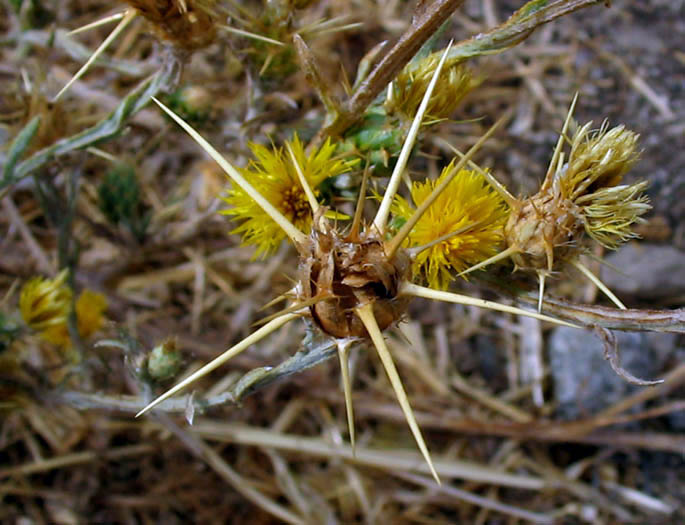 Detailed Picture 4 of Yellow Star Thistle