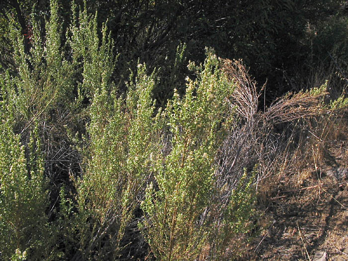 Detailed Picture 6 of Coyote Brush