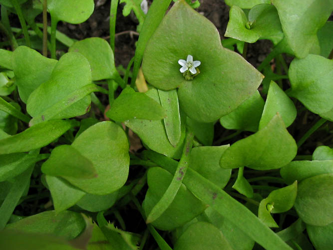 Detailed Picture 1 of Miner's Lettuce