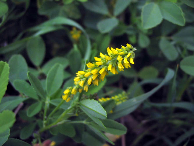 Detailed Picture 4 of Yellow Sweet Clover