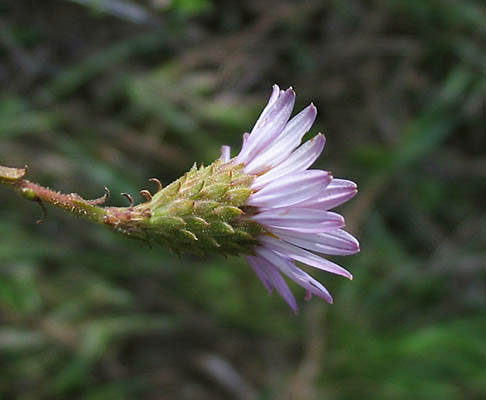 Detailed Picture 9 of Woolly Aster