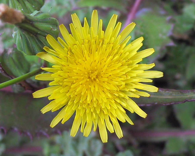 Detailed Picture 1 of Sow Thistle