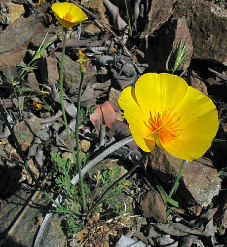 Detailed Picture 3 of Collarless California Poppy