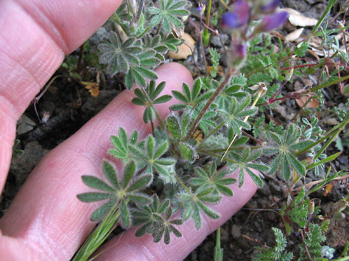 Detailed Picture 2 of Bajada Lupine