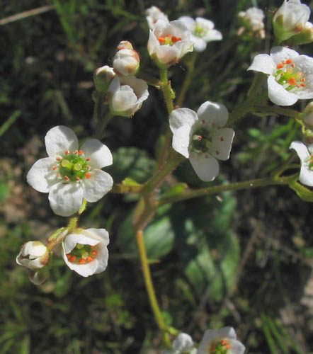 Detailed Picture 2 of California Saxifrage
