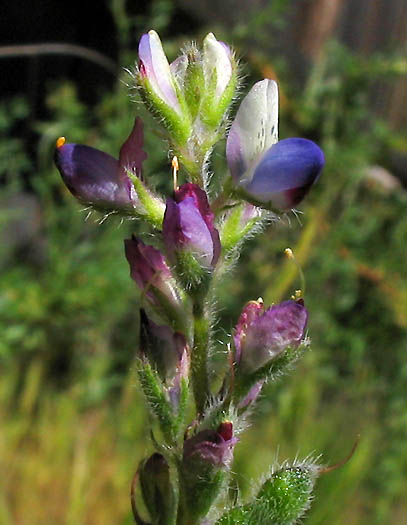 Detailed Picture 1 of Bajada Lupine