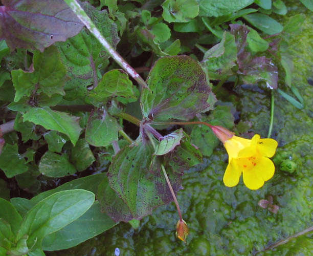 Detailed Picture 2 of Creek Monkey Flower