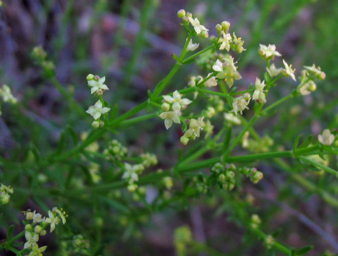 Detailed Picture 3 of Narrow-leaved Bedstraw