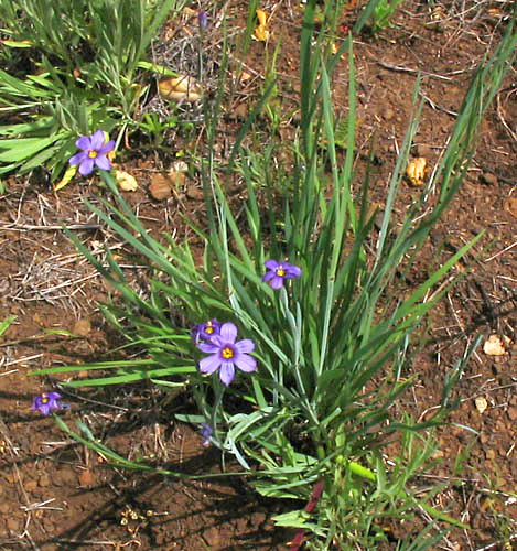 Detailed Picture 5 of Blue-eyed Grass