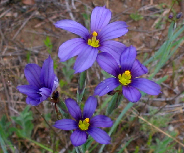Detailed Picture 3 of Blue-eyed Grass