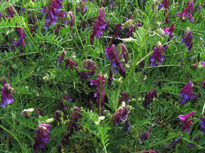Detailed Picture 3 of Winter Vetch