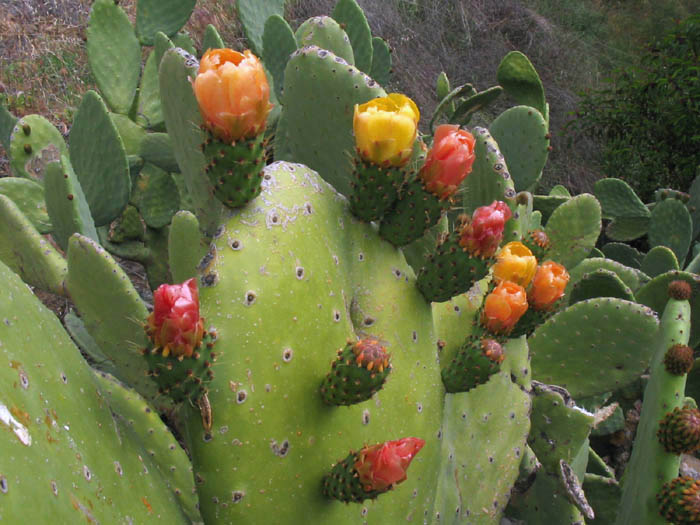 Detailed Picture 4 of Mission Prickly-pear