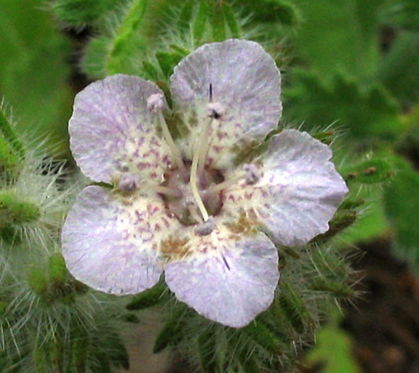 Detailed Picture 1 of Caterpillar Phacelia