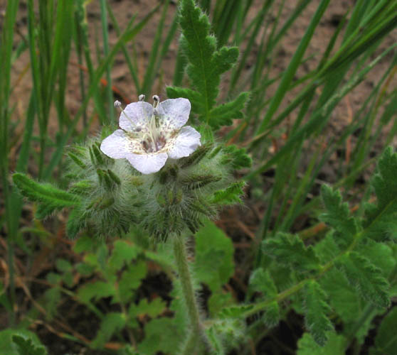 Detailed Picture 3 of Caterpillar Phacelia