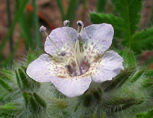 Detailed Picture 2 of Caterpillar Phacelia