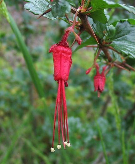 Detailed Picture 2 of Fuchsia-flowered Gooseberry