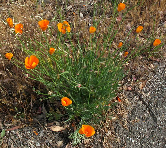 Detailed Picture 5 of California Poppy