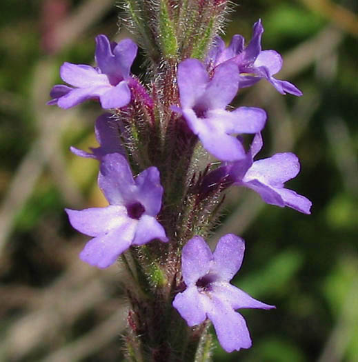 Detailed Picture 2 of Common Vervain