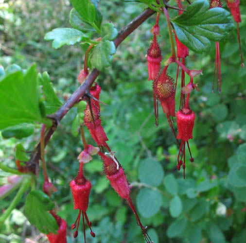 Detailed Picture 3 of Fuchsia-flowered Gooseberry