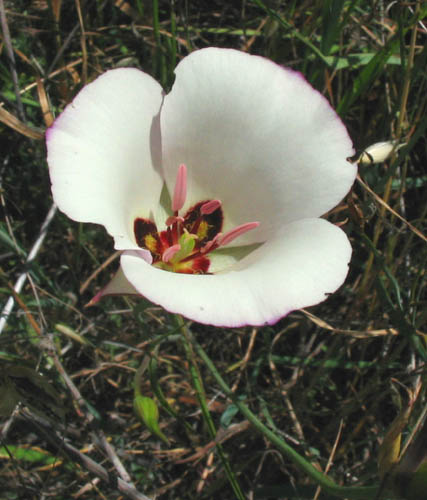Detailed Picture 2 of Catalina Mariposa Lily