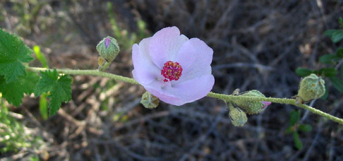 Detailed Picture 3 of Bush Mallow