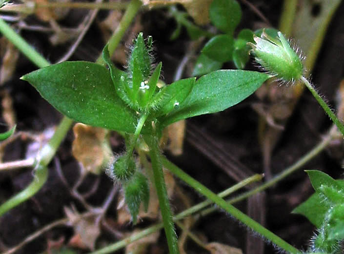 Detailed Picture 1 of Lesser Chickweed