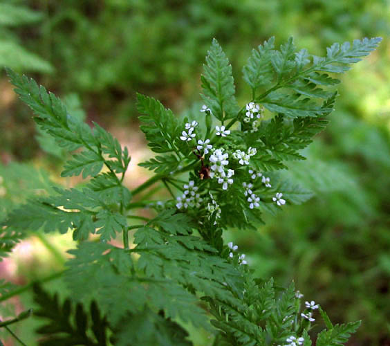 Detailed Picture 5 of Bur-chervil