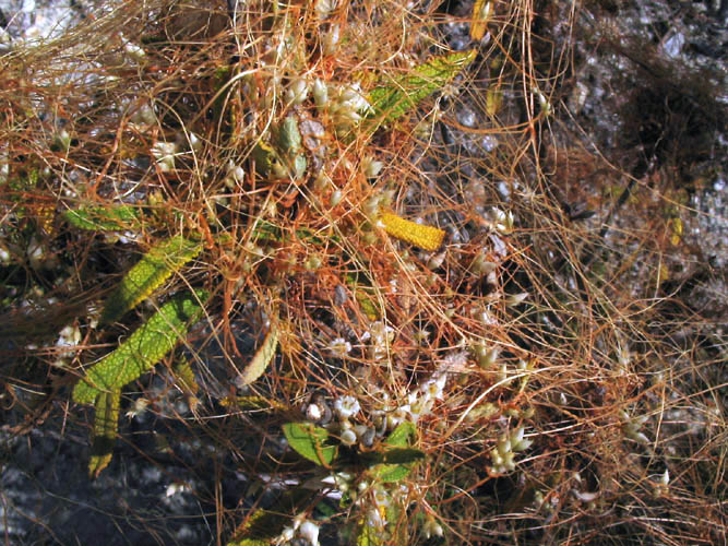 Detailed Picture 3 of California Dodder