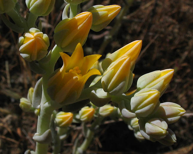 Detailed Picture 1 of Agoura Hills Dudleya