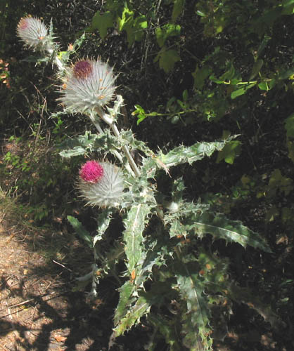 Detailed Picture 3 of Cobweb Thistle