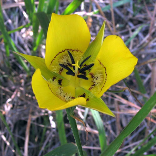 Detailed Picture 1 of Yellow Mariposa Lily