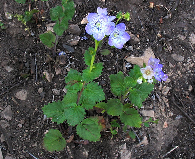 Detailed Picture 4 of Large-flowered Phacelia