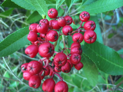 Detailed Picture 4 of Toyon
