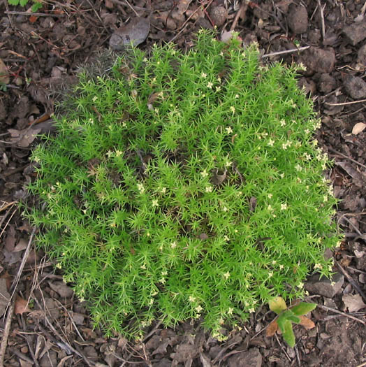 Detailed Picture 4 of Phlox-leaved Bedstraw