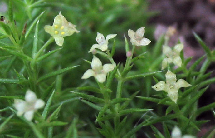 Detailed Picture 1 of Phlox-leaved Bedstraw