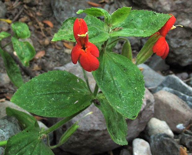 Detailed Picture 3 of Scarlet Monkey Flower